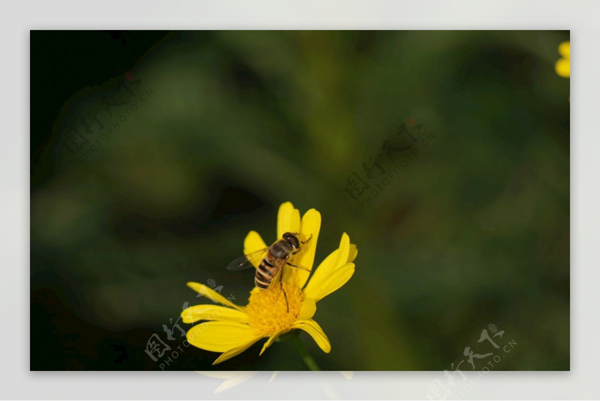 野花引蜂