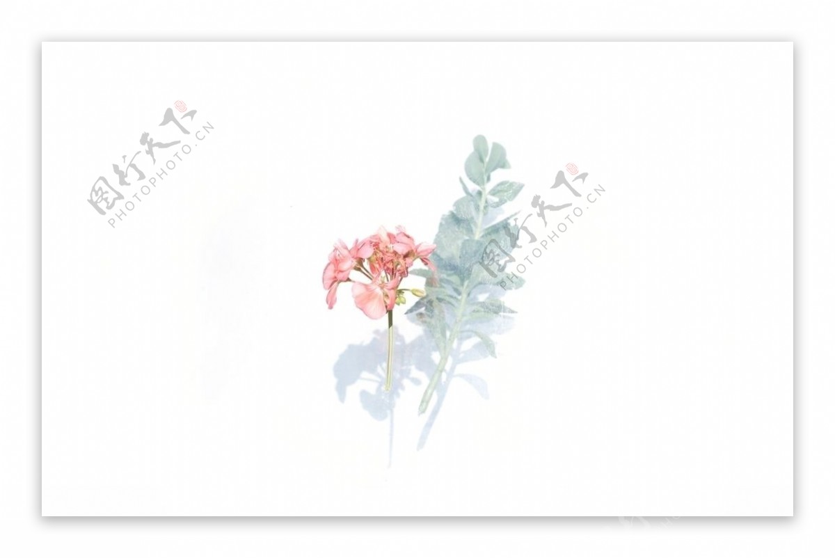花卉海报背景素材