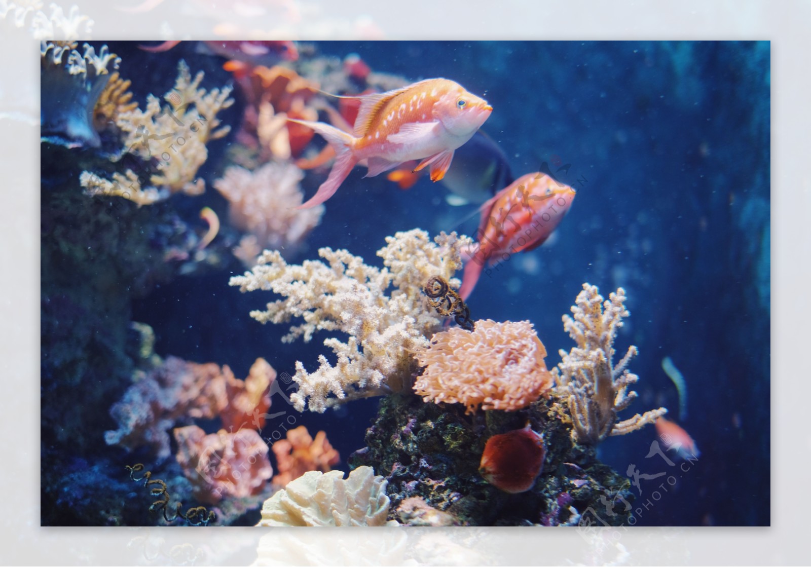 两条带珊瑚礁的红色小鱼
