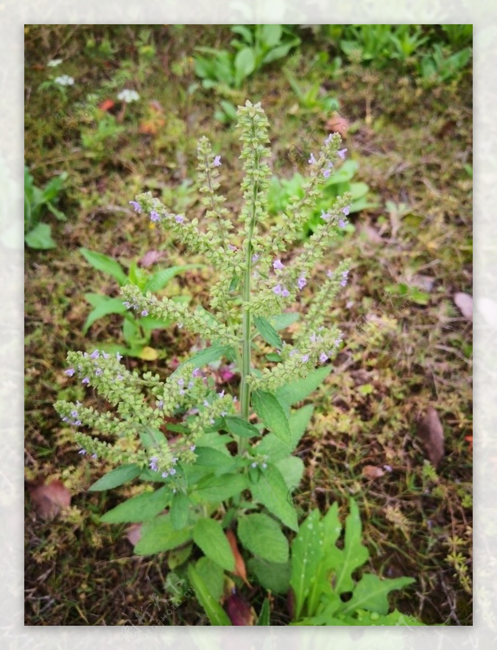 荔枝草