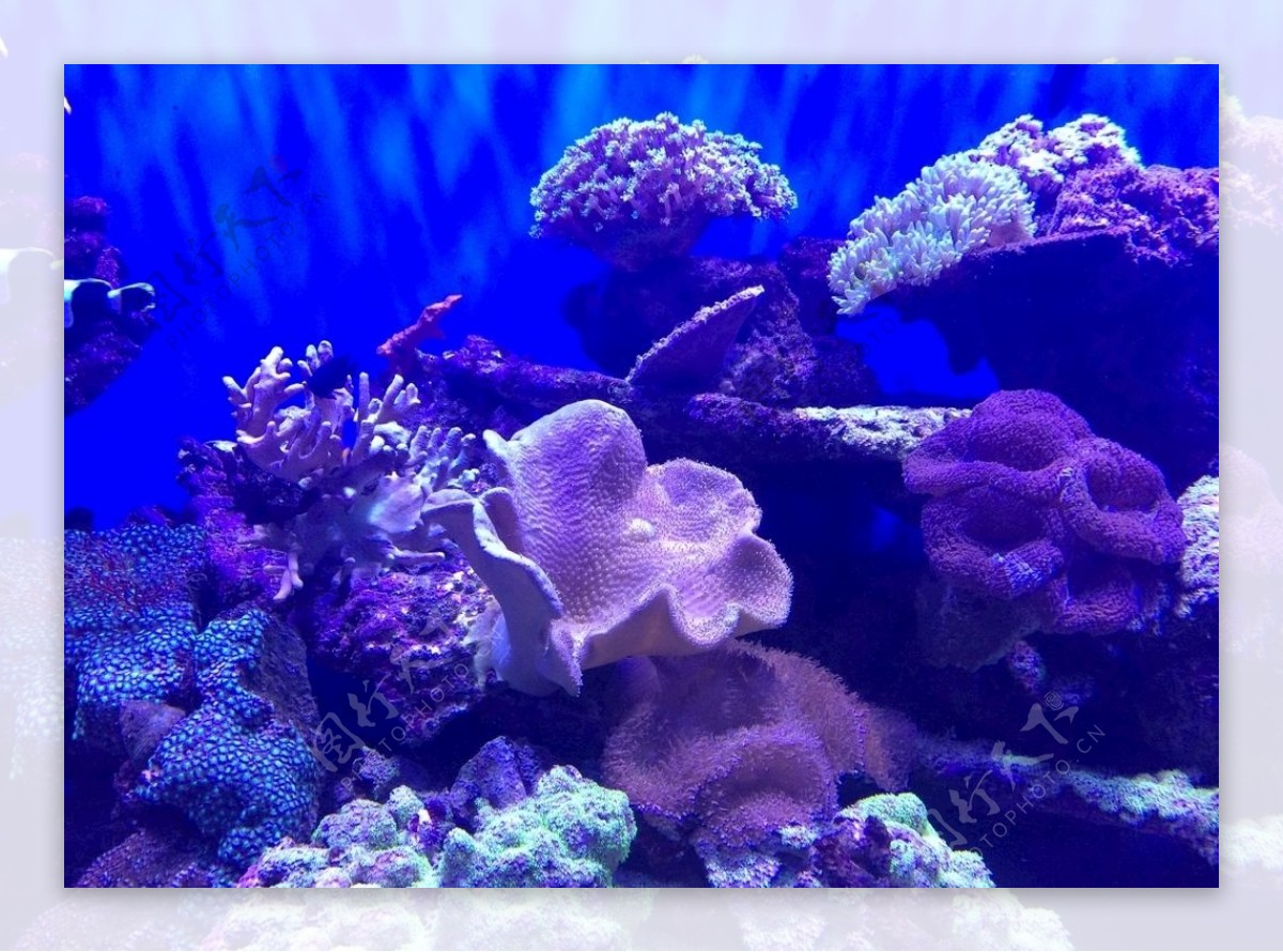 可爱的珊瑚