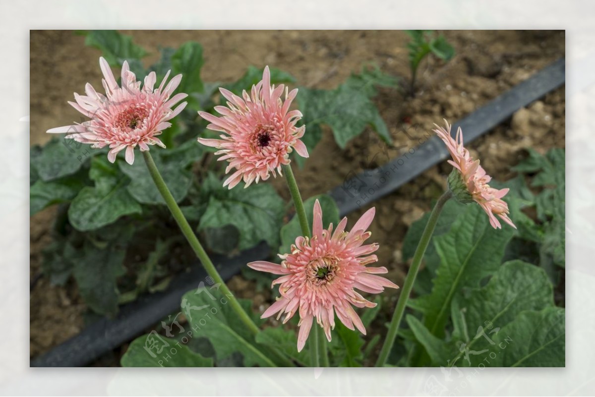 粉色非洲菊