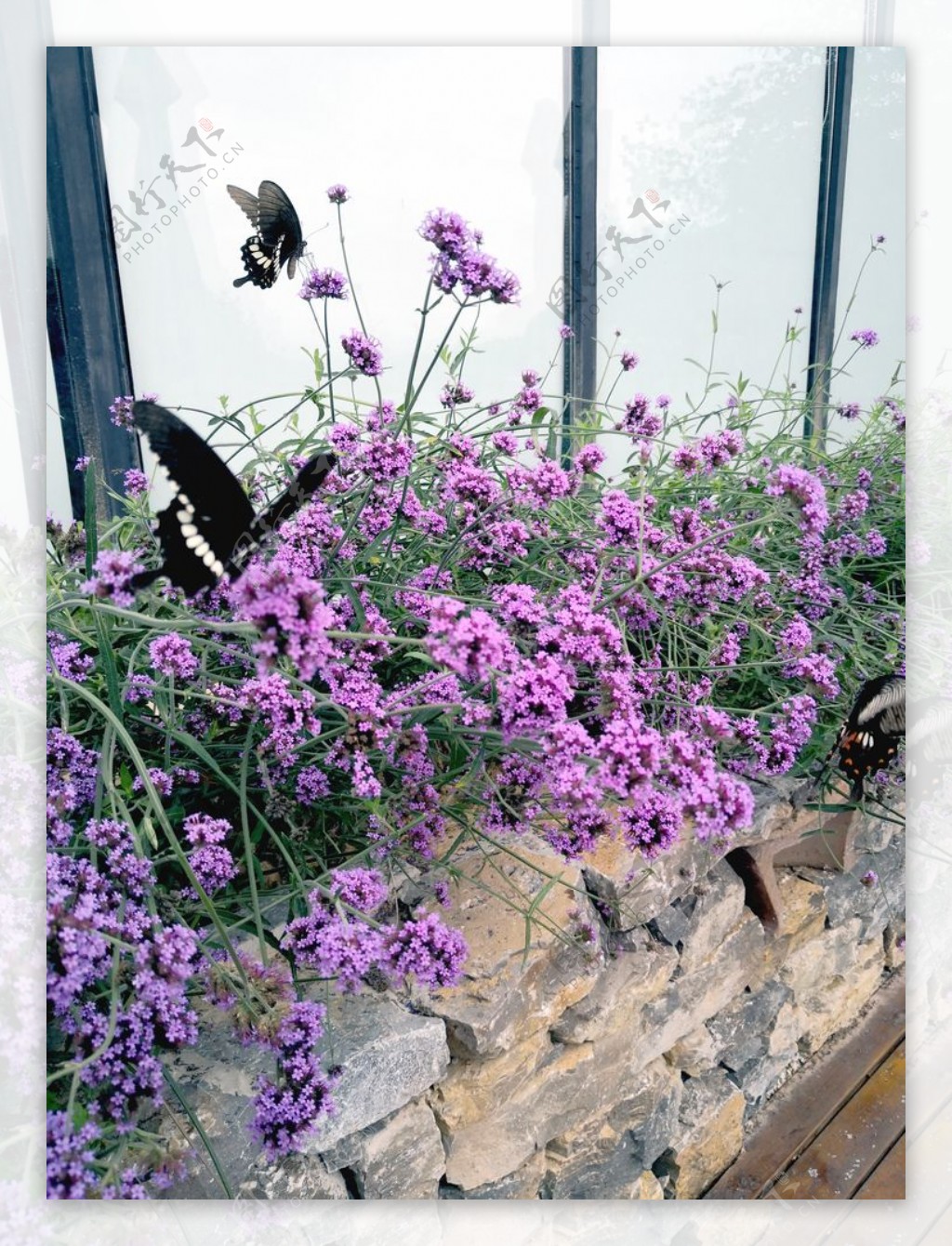 蝴蝶飞紫色的花朵