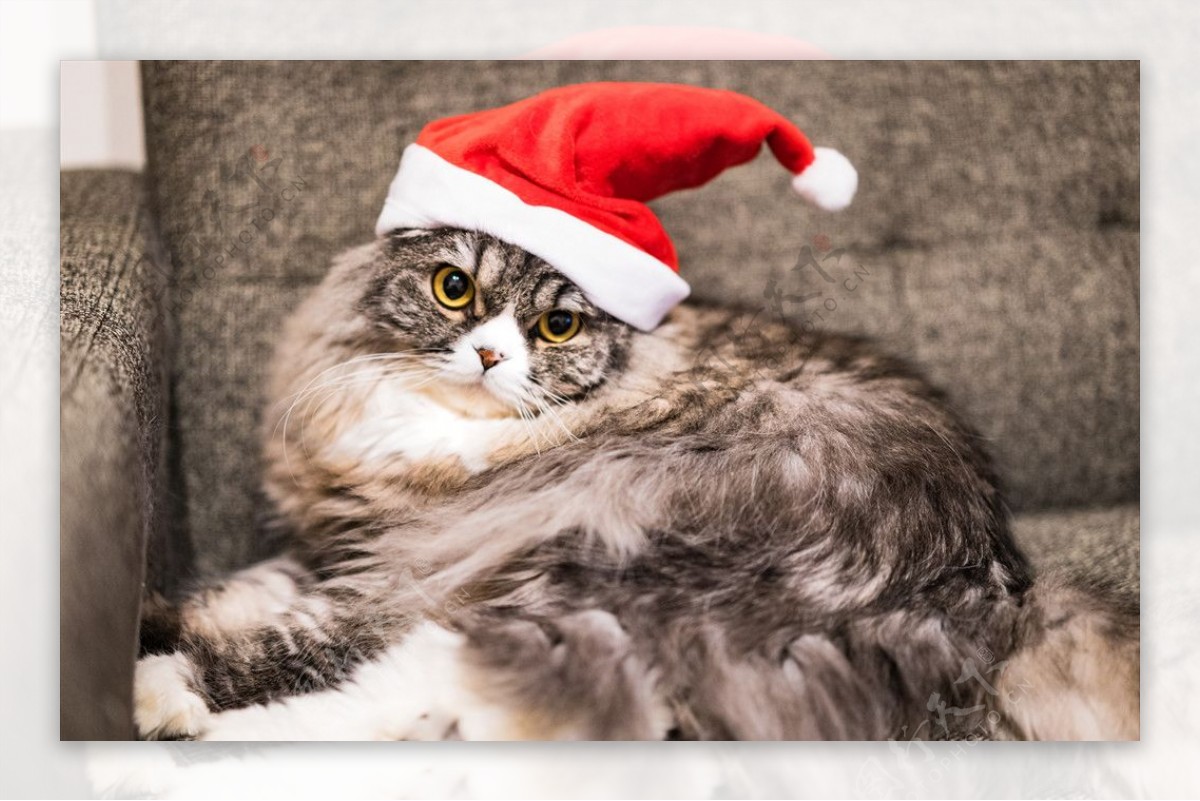 戴圣诞帽子的猫