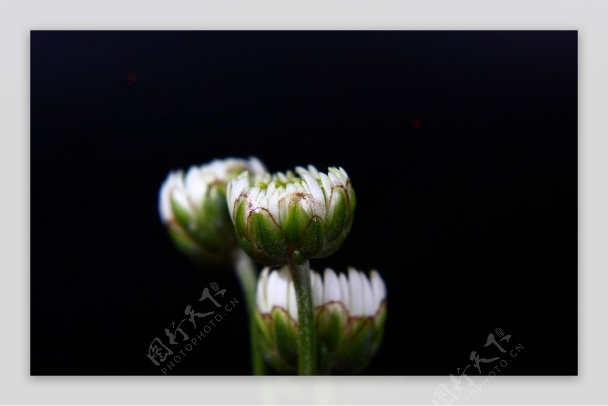 白色菊花侧面图