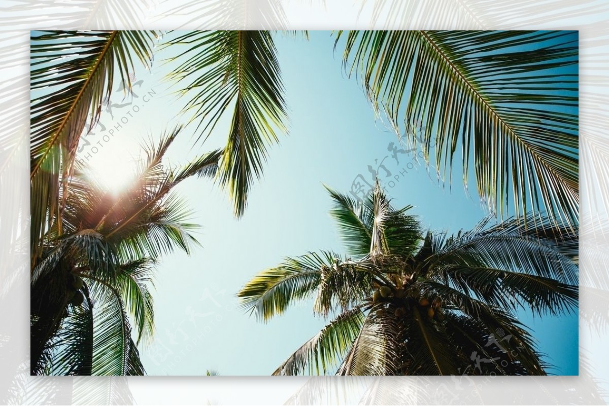 椰子树海边夏日夏天