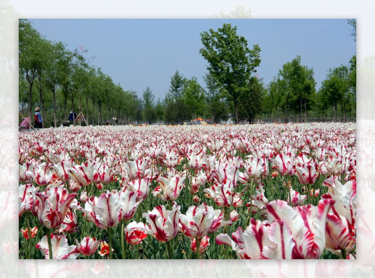 郁金香花海