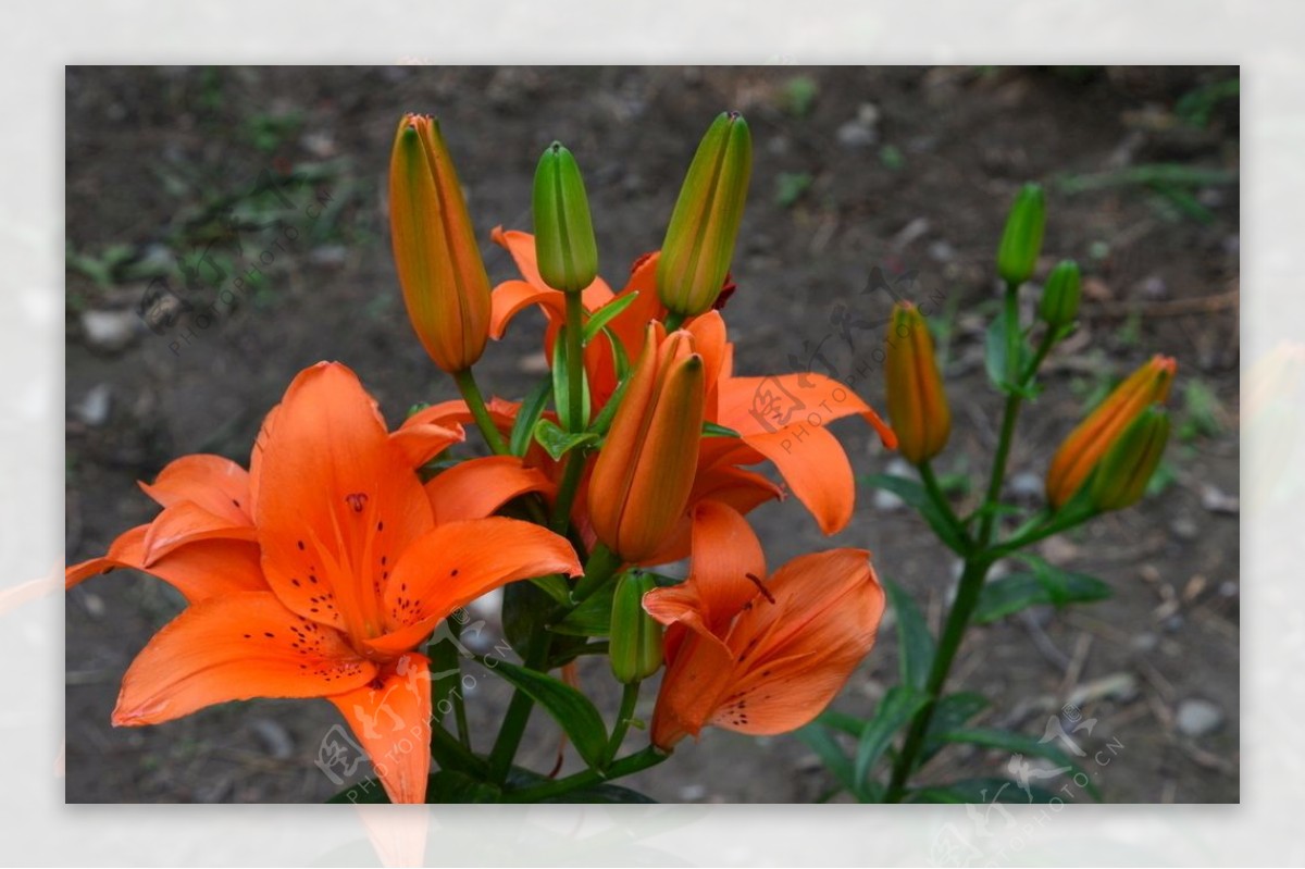 百合花