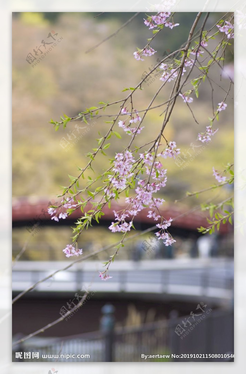 美丽樱花树樱花花瓣高清摄影