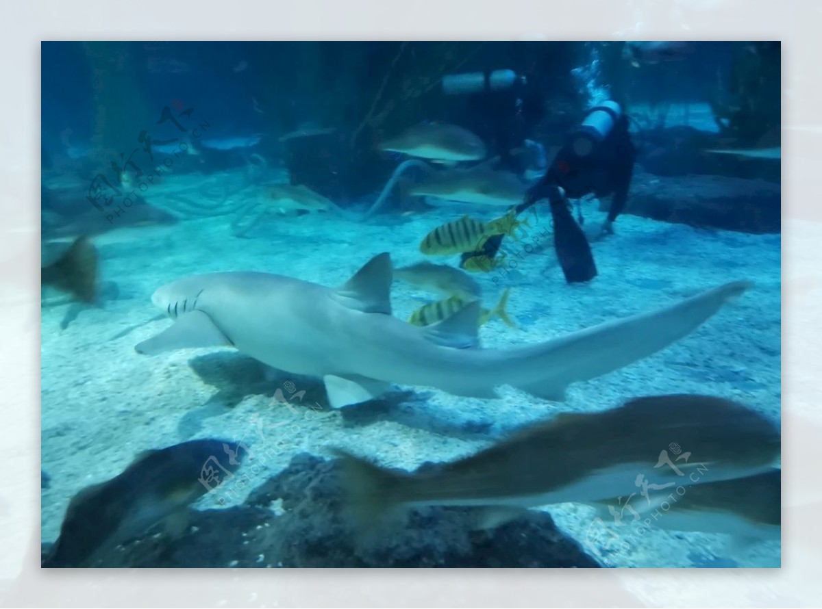 海底世界海洋馆鲨鱼