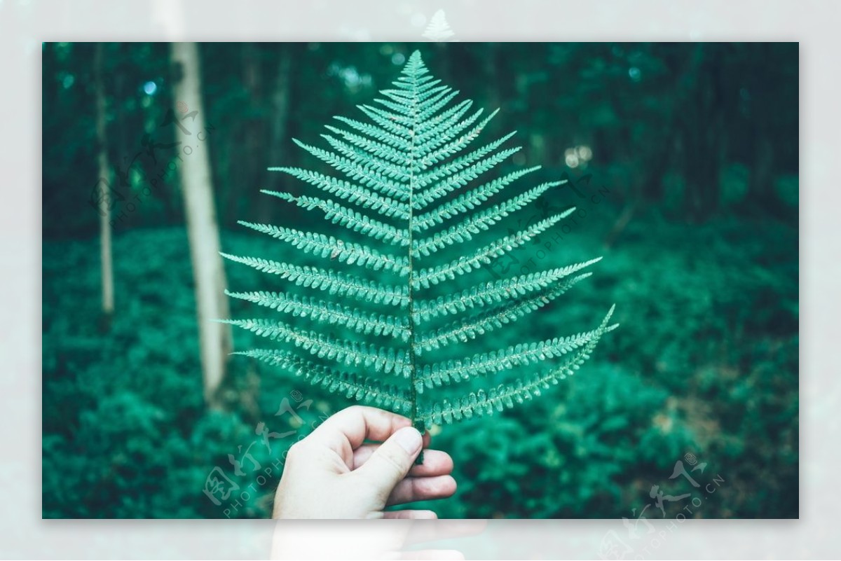 蕨类植物