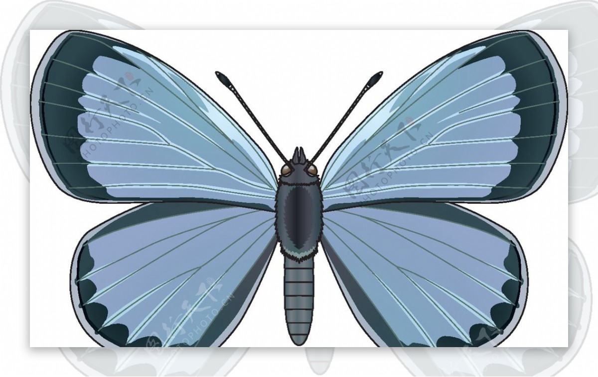 昆虫系列蓝色蝴蝶