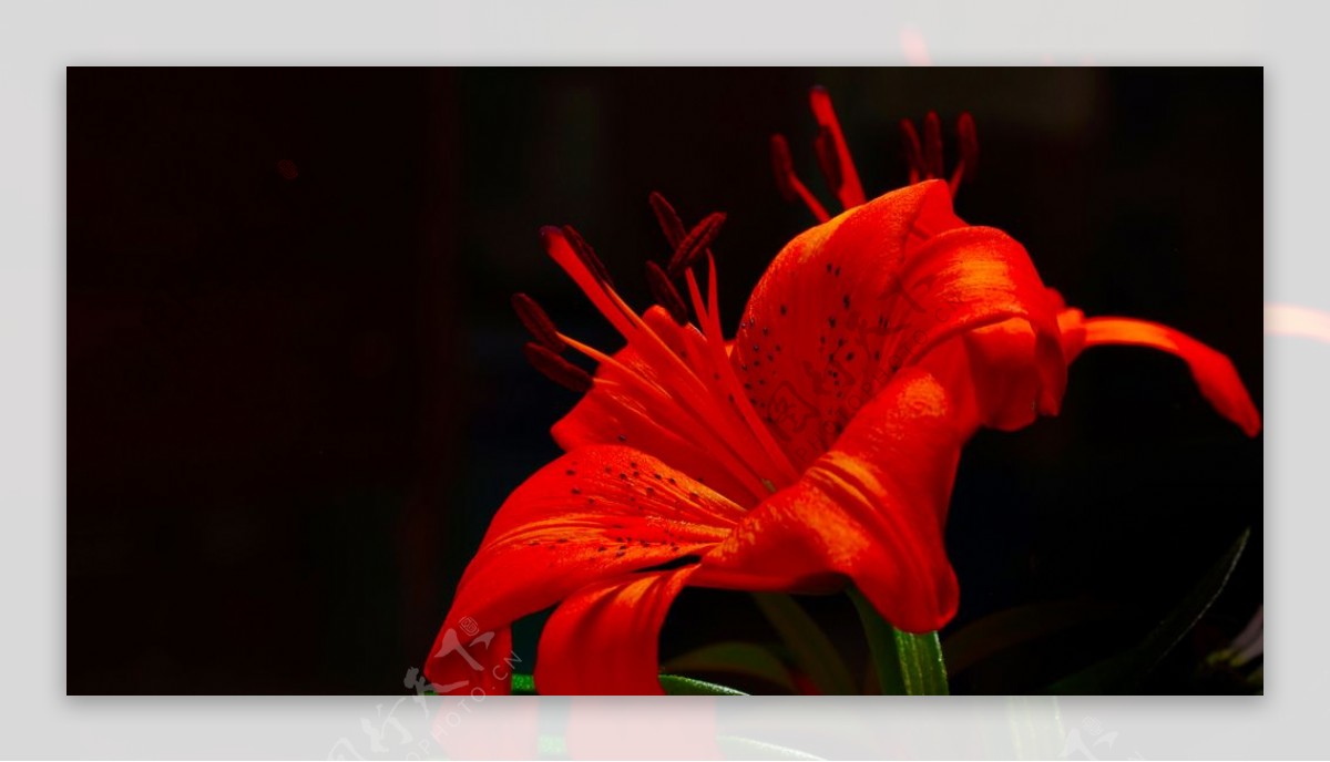红色花朵花蕊植物背景