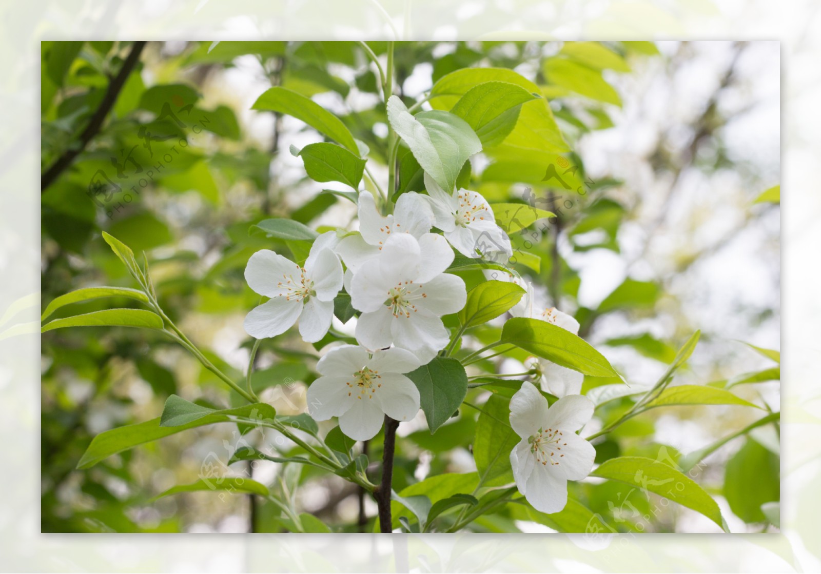 白色樱桃花