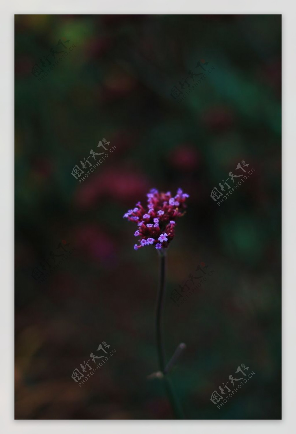 紫色花朵草丛植物背景