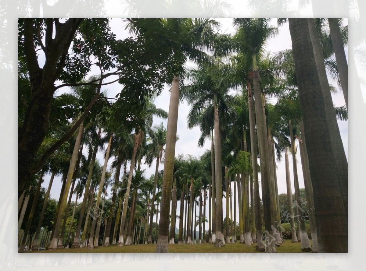 大夫山椰林风景摄影图