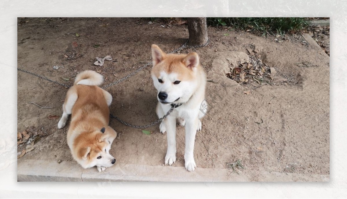 秋田犬