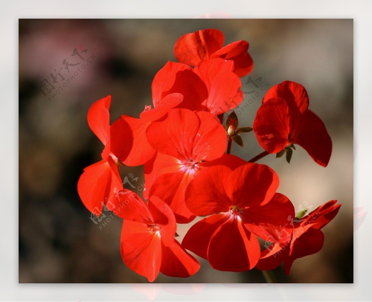 红色天竺葵花
