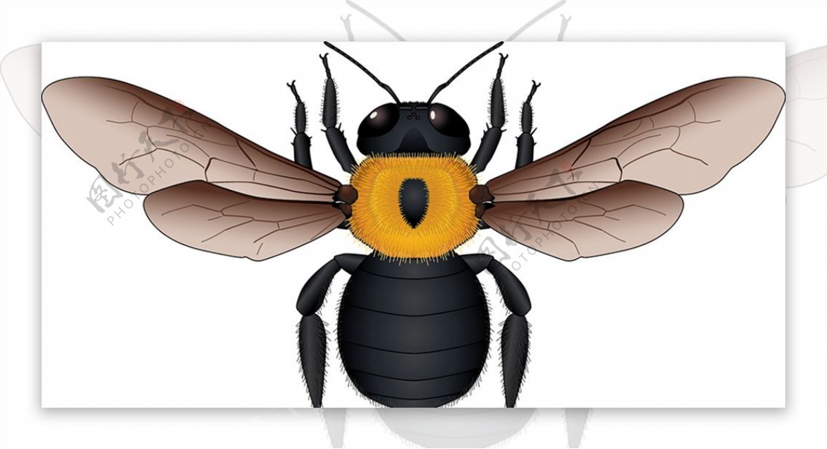 昆虫系列黄蜂黑尾