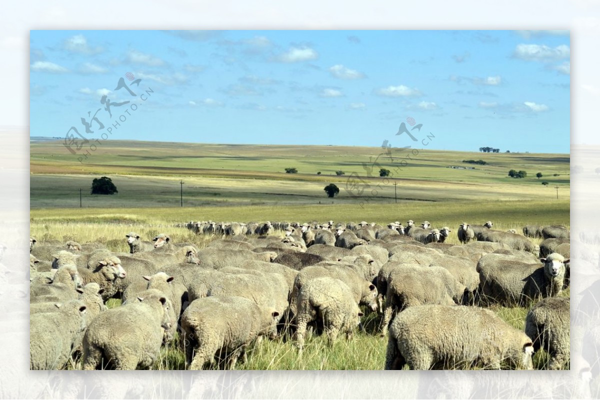 牧场里的羊群