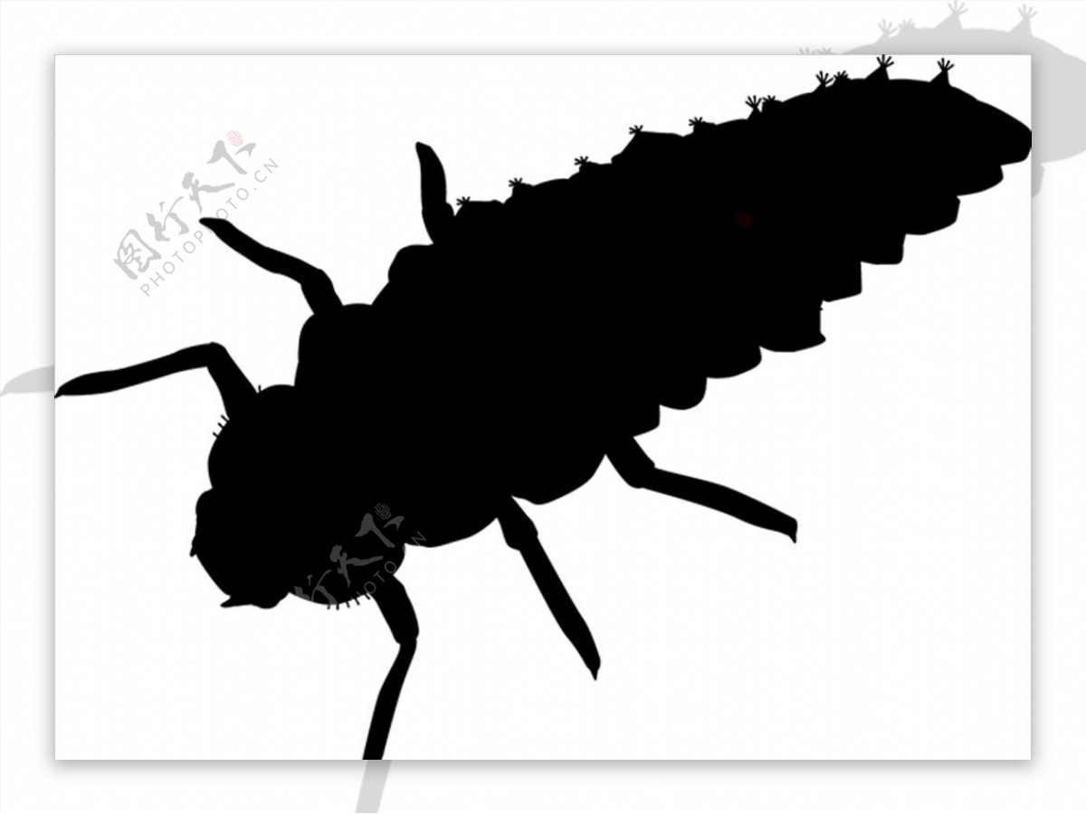甲虫幼虫剪影