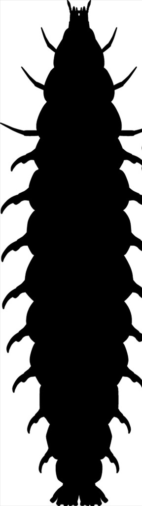 昆虫系列小甲虫幼虫剪影