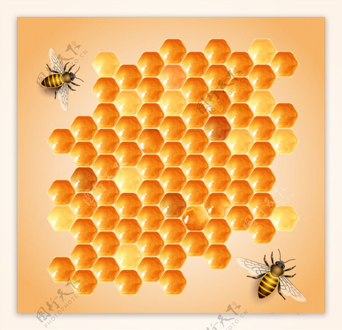 昆虫系列小蜜蜂
