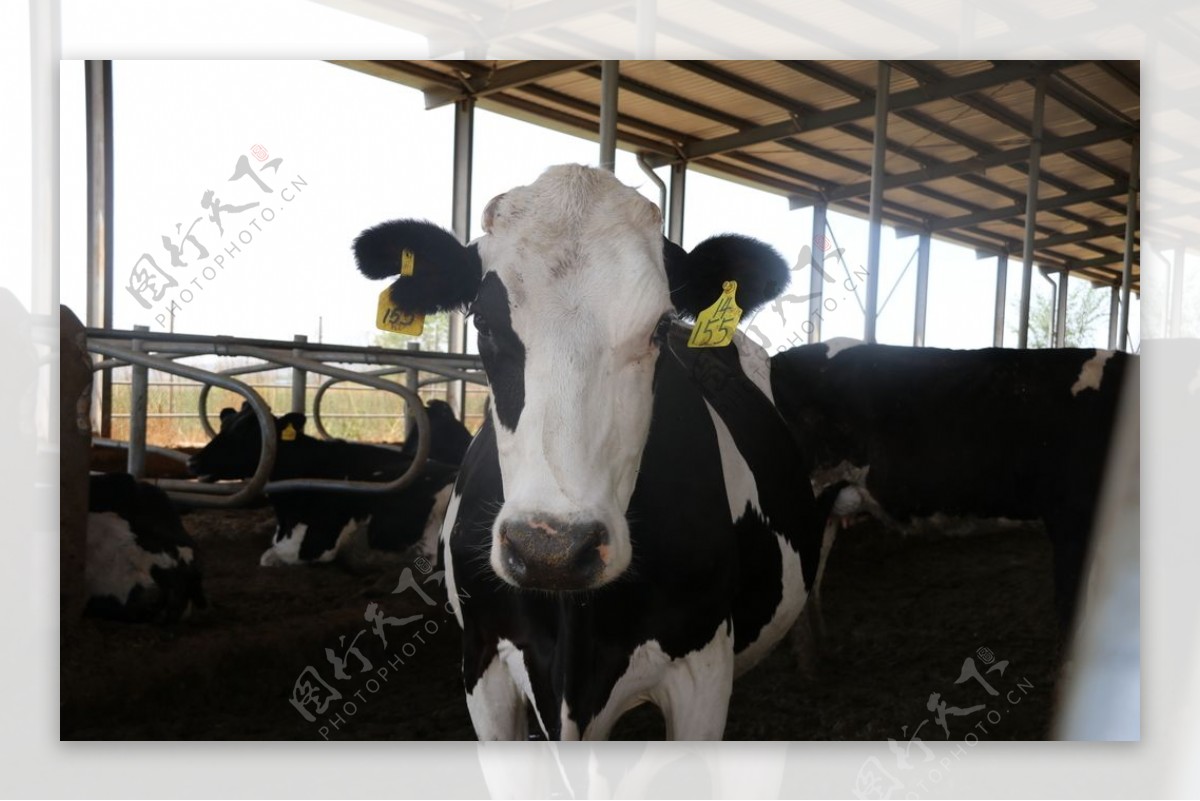 奶牛场奶牛农业养殖养殖业