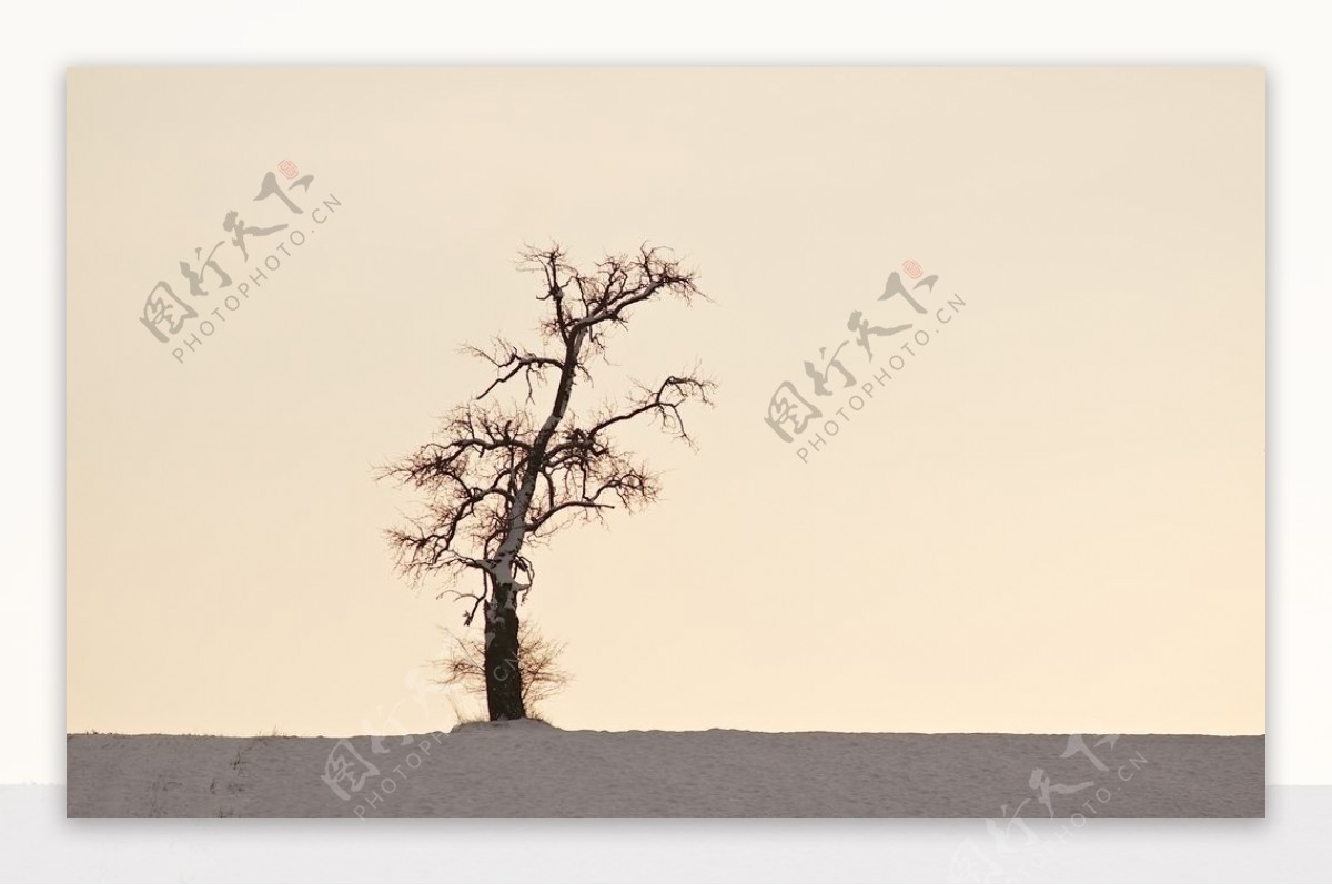 一颗孤独沙漠中的树