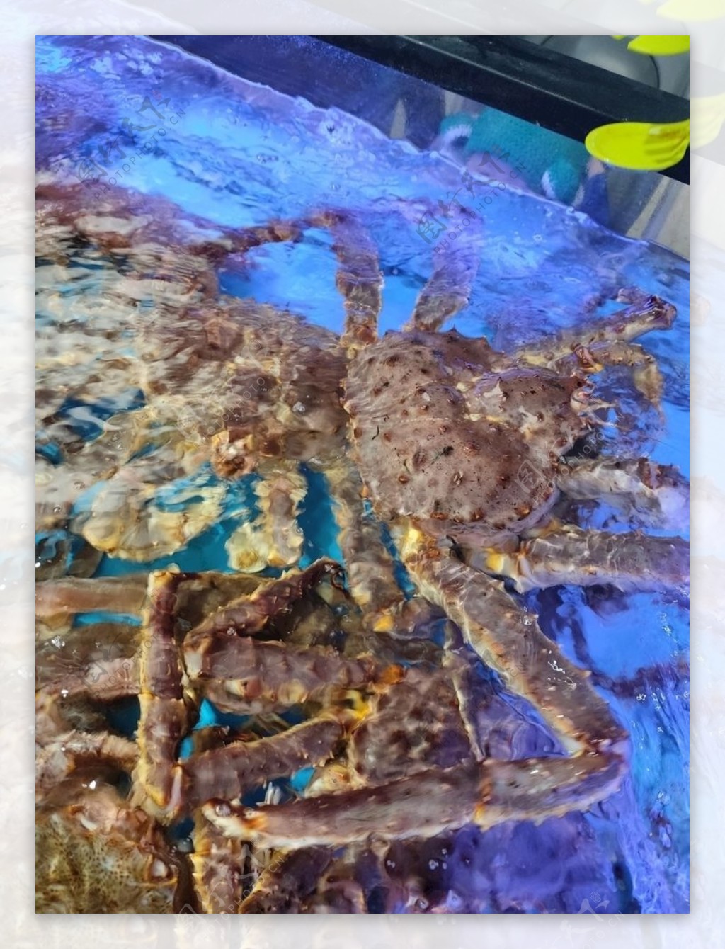 日本岩黄道蟹，在防御姿势的巨蟹星座amphioetus 库存照片 - 图片 包括有 敌意, 模仿: 112307928