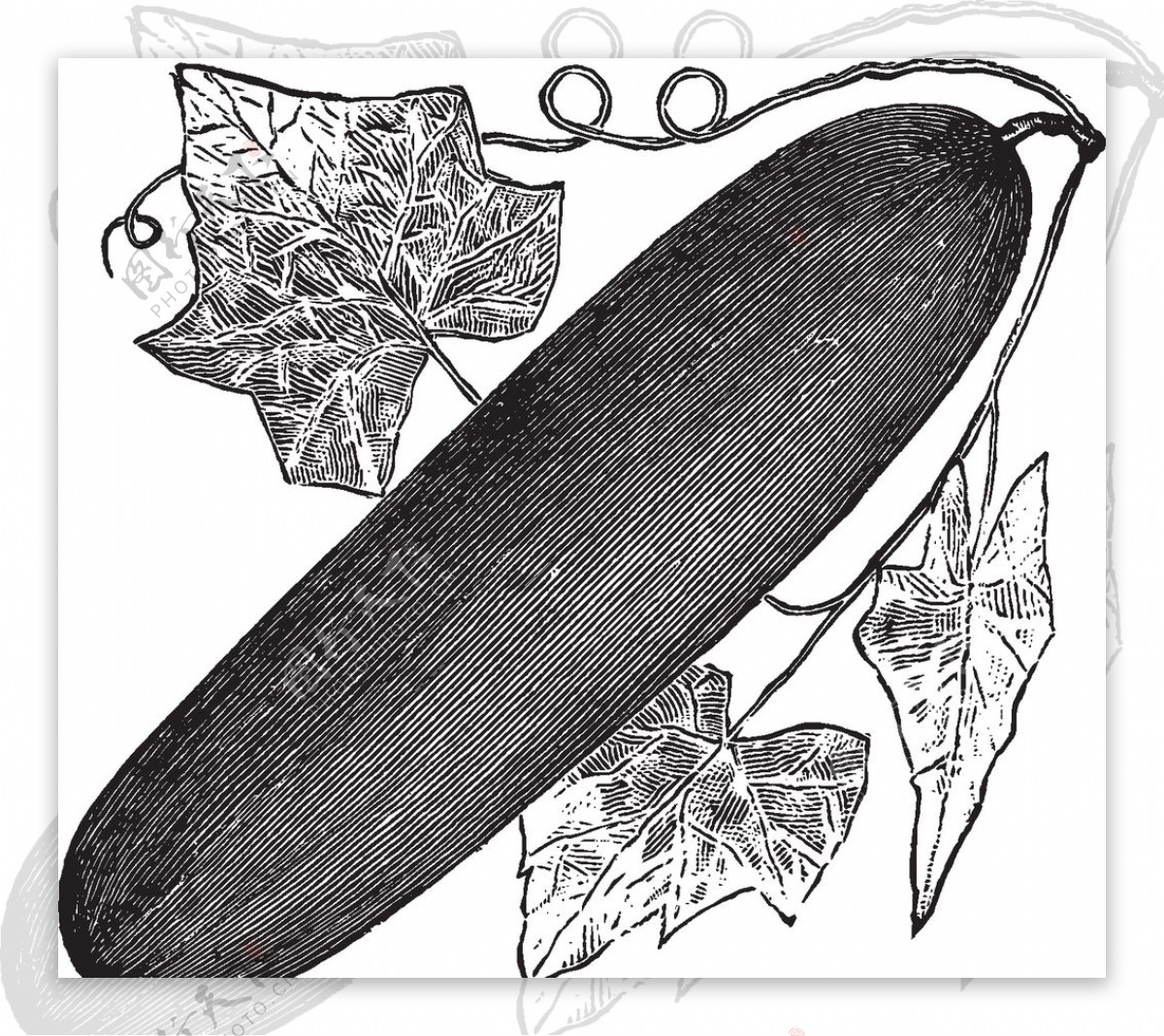 素描手绘蔬菜