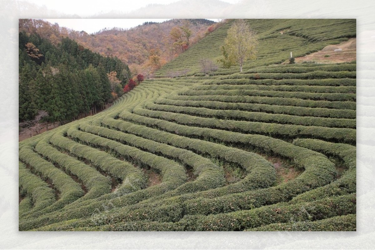 茶树茶田美景