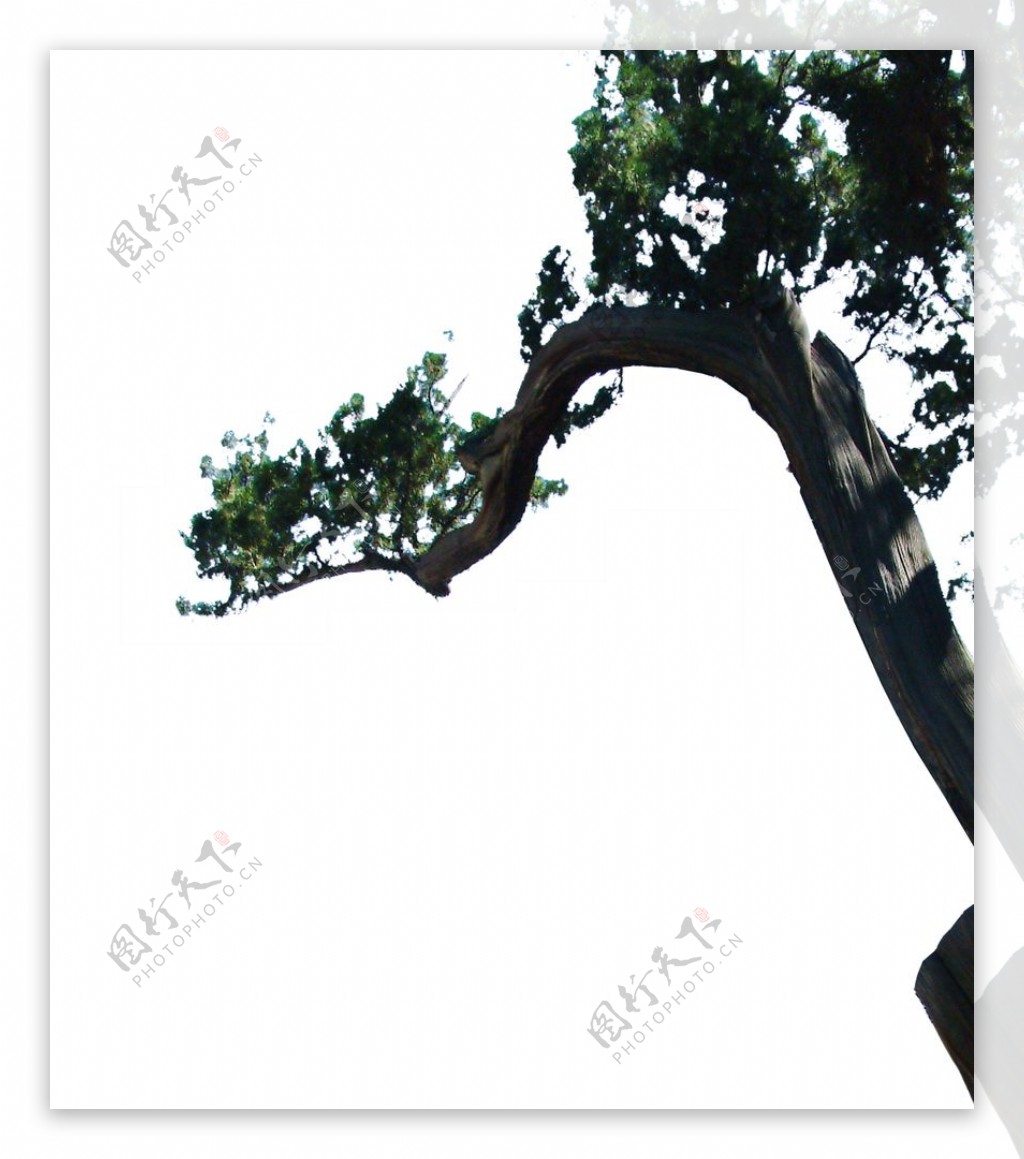 挂角树