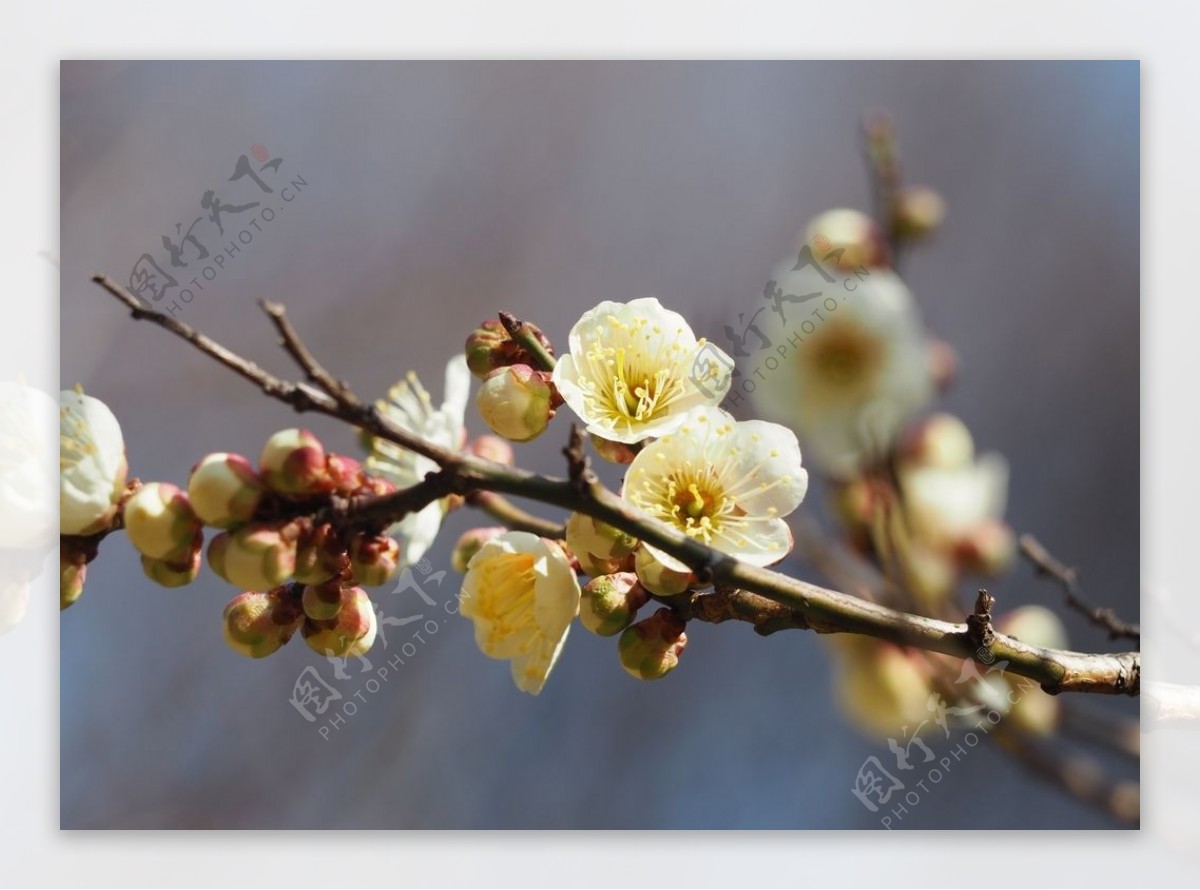 美丽的梅花