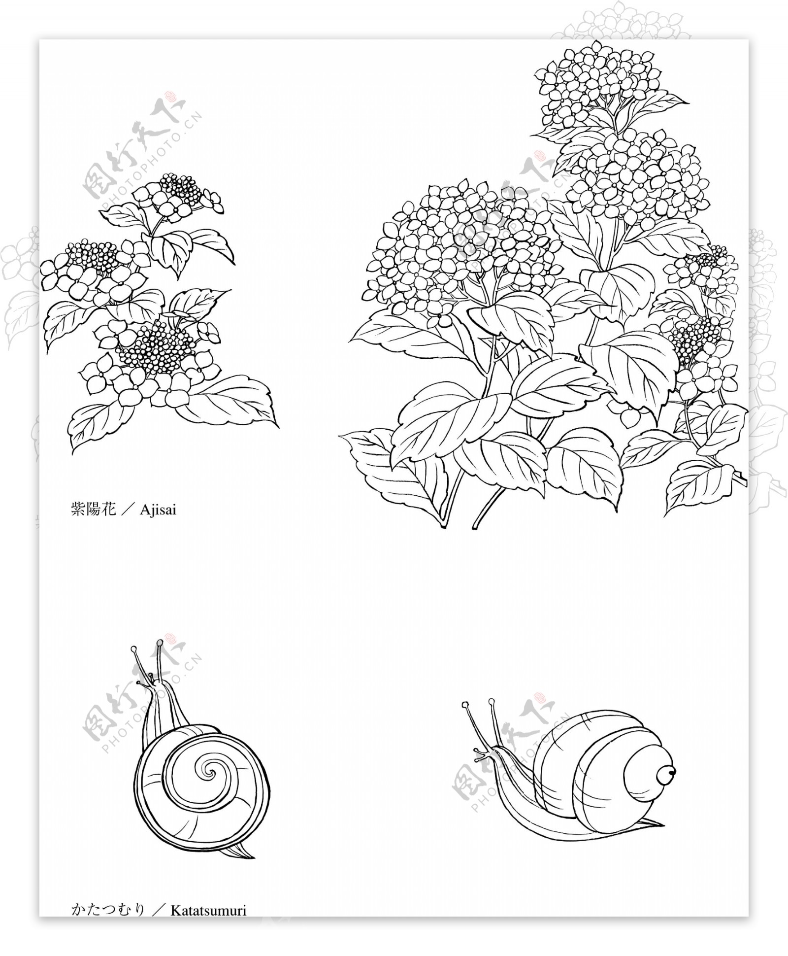 日本线描植物花卉矢量素材