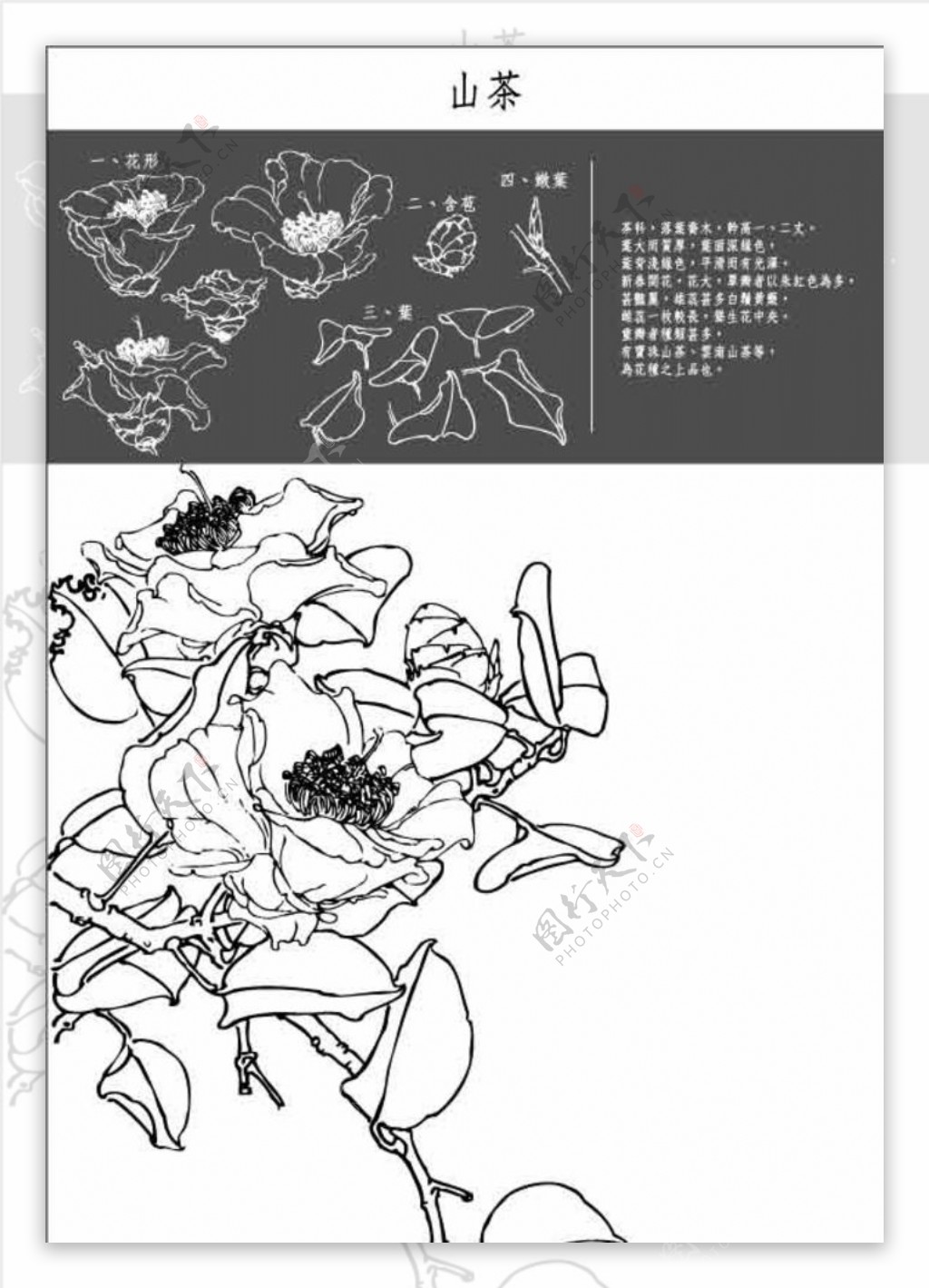 中国工笔画图谱山茶