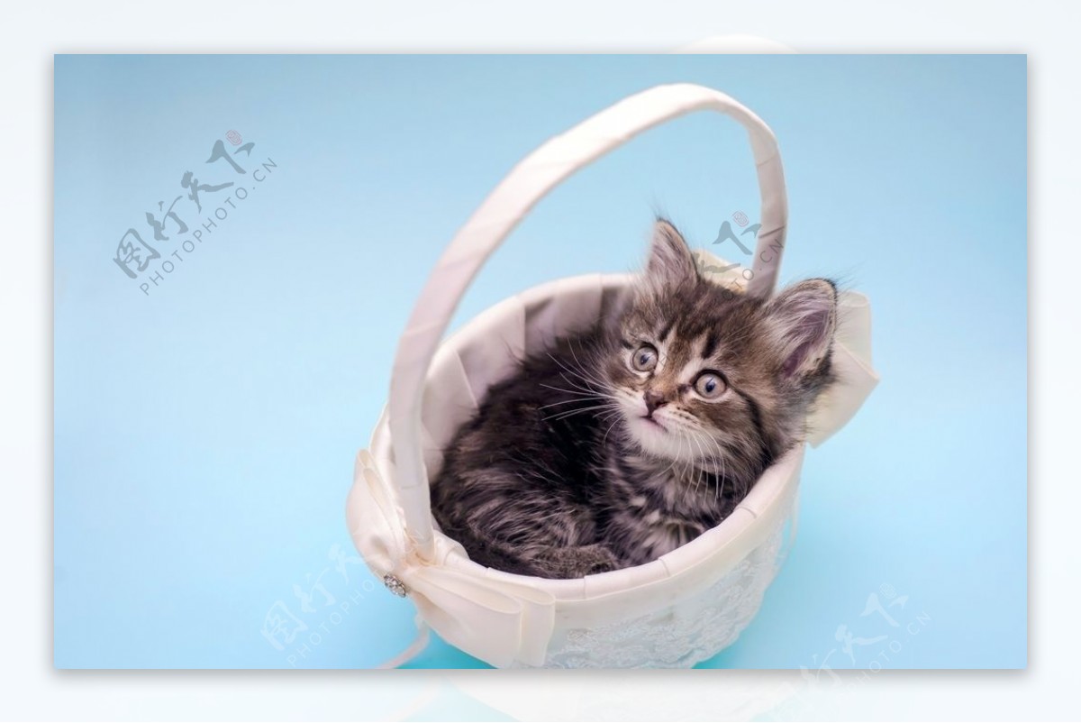 小猫宠物猫咪篮子背景