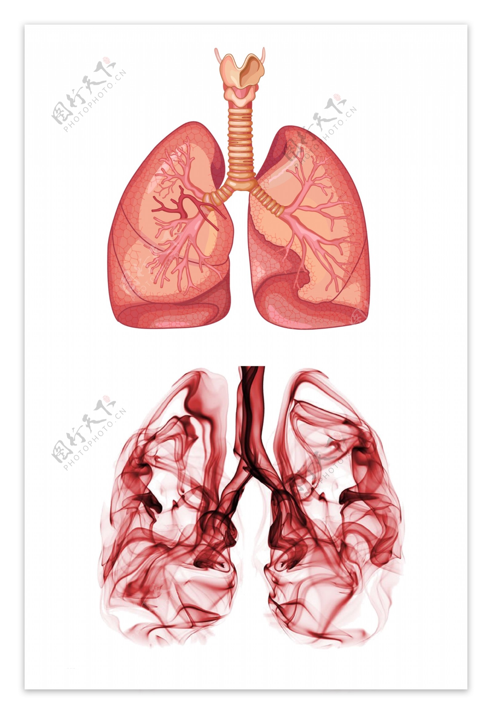 肺部器官图人体器官创意肺部