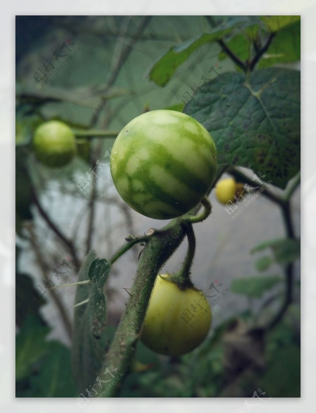 科学网—20210713——刺天茄（Solanum violaceum Ortega） - 栗茂腾的博文