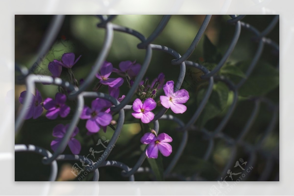 围栏上的紫色小花