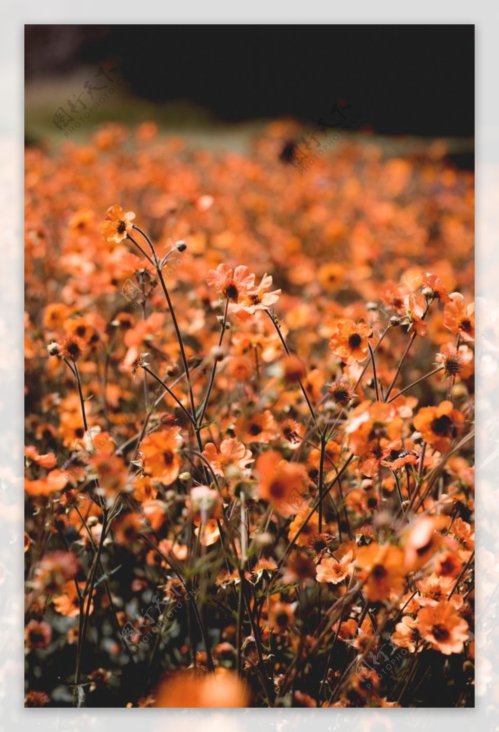 橙色花丛