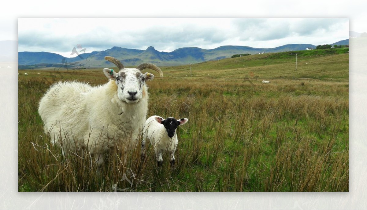 羊苏格兰高地和岛屿景观