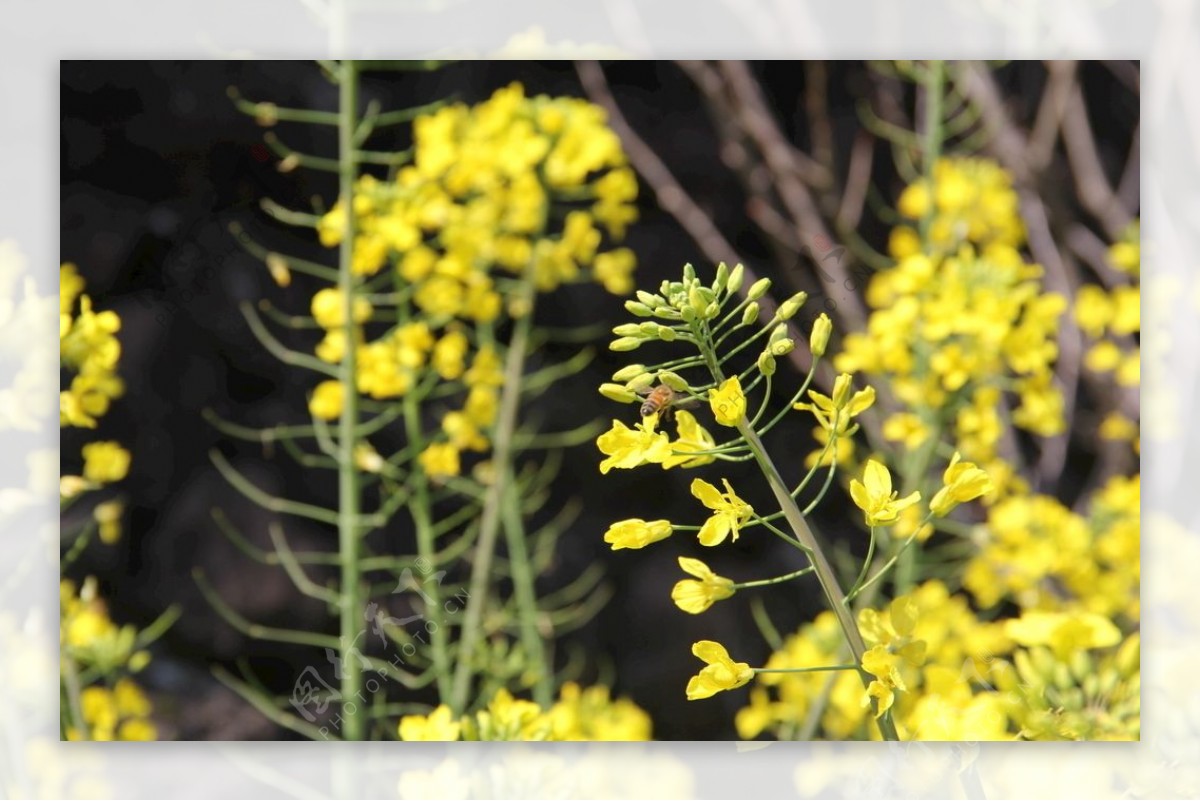 蜜蜂油菜花