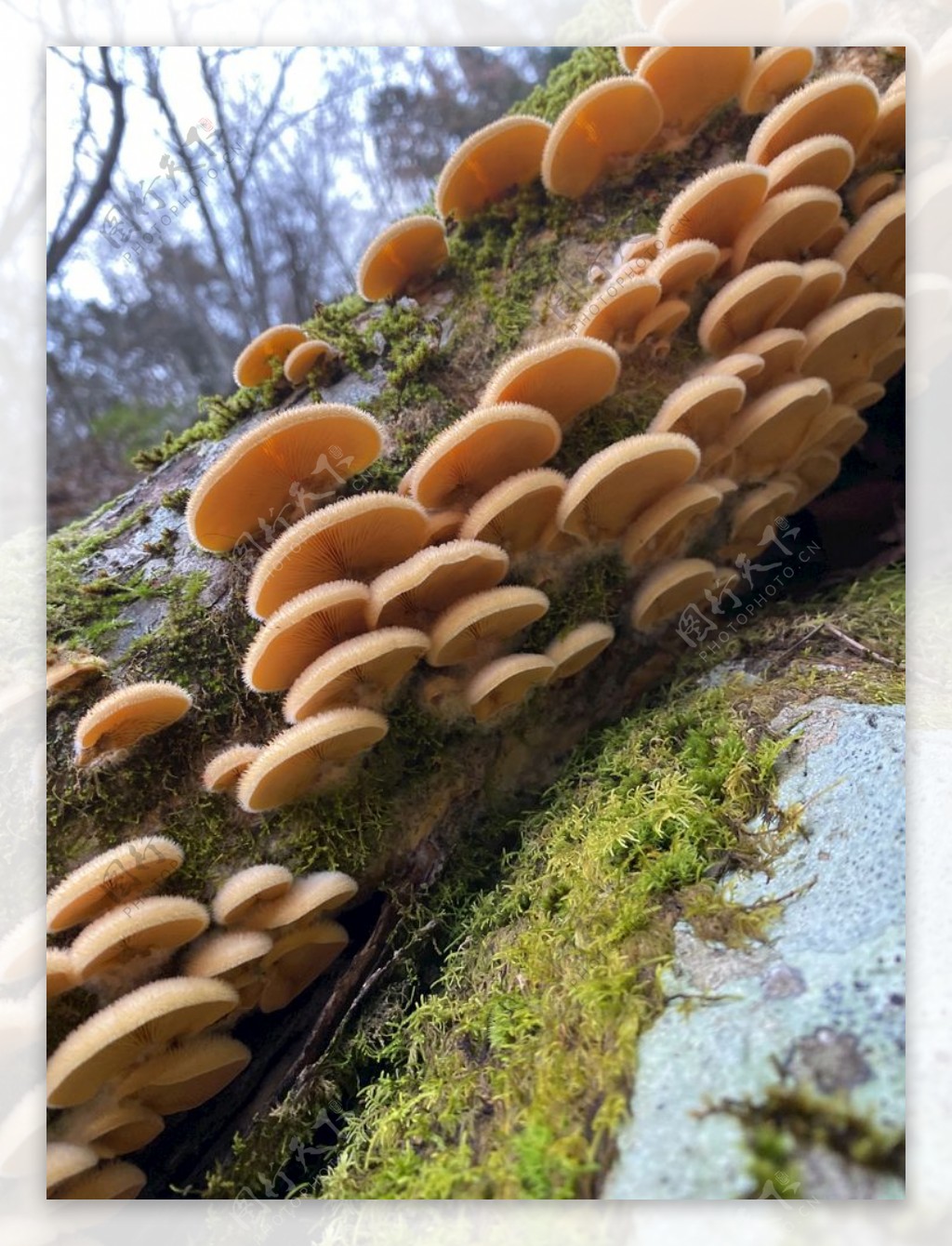 蘑菇山自然食品冬天秋