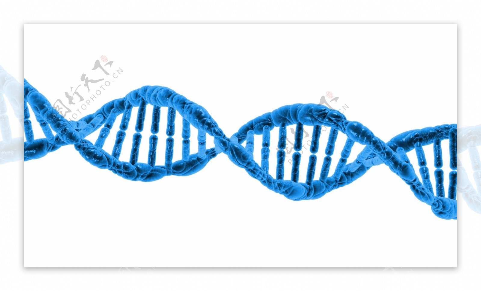 DNA基因双螺旋结构