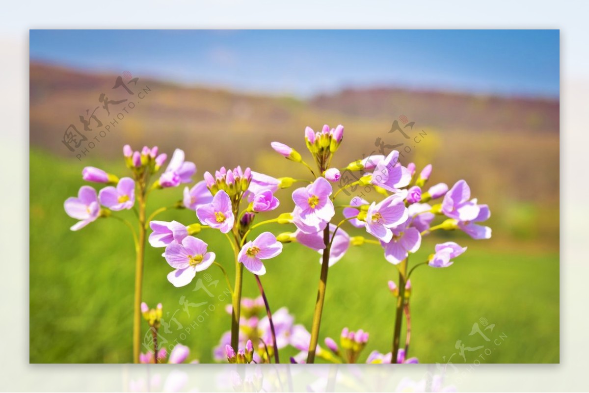 杜鹃花