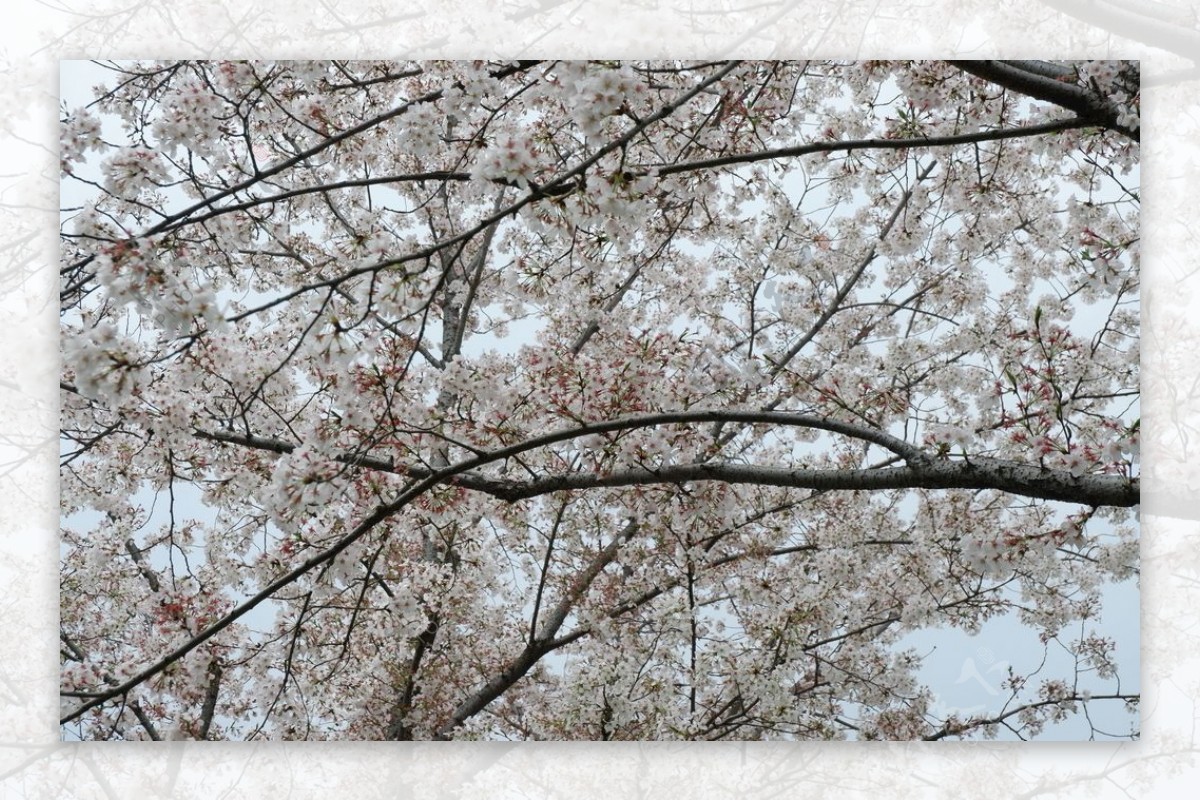 下渚湖樱花