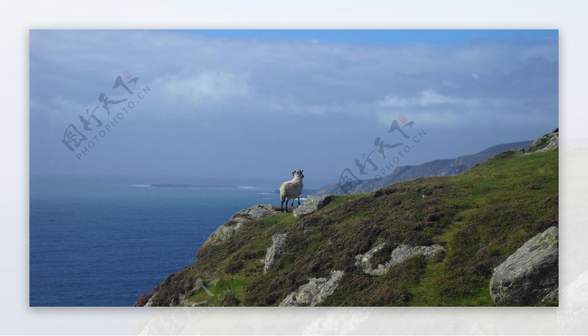 苏格兰海岸上的小羊