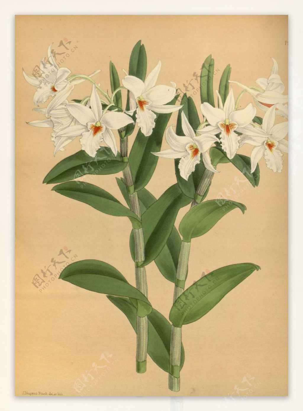 白色花朵植物插画素材