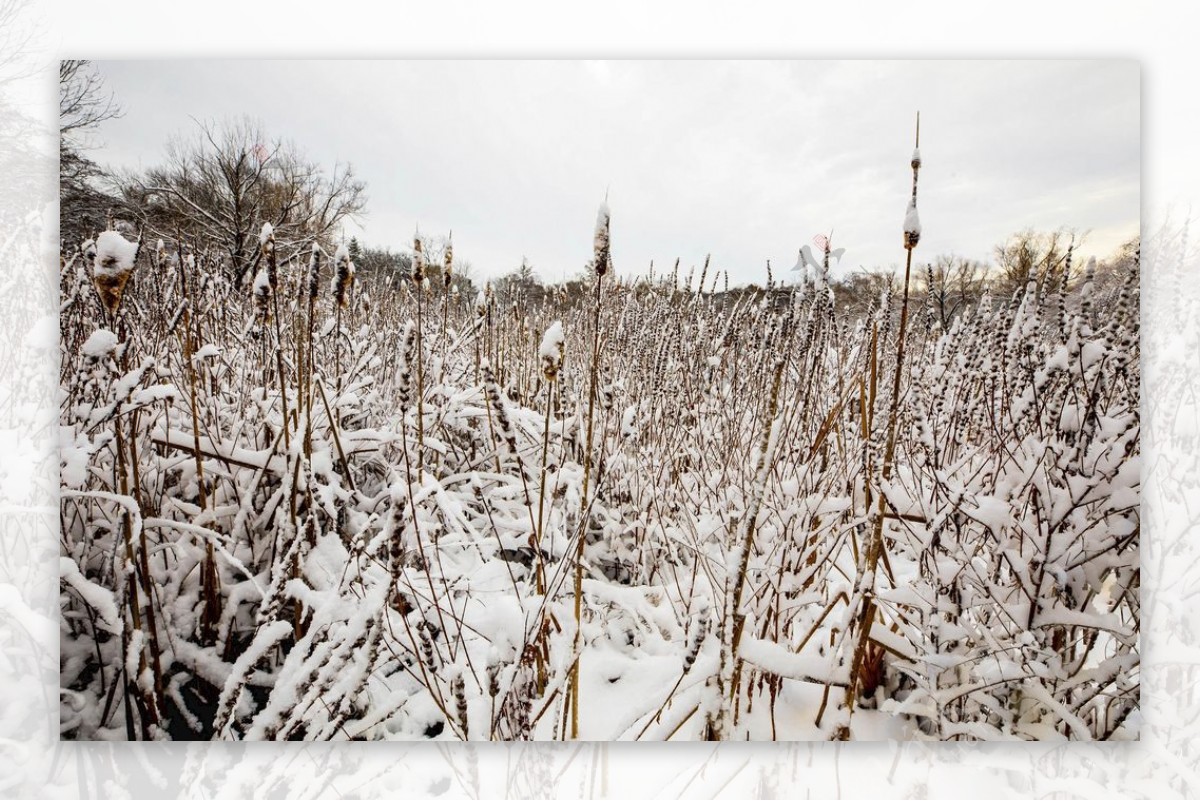 雪后的森林